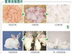 清潔級家兔